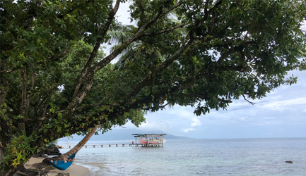 Huile calophylle Apaisante