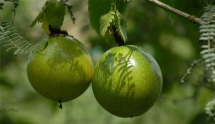 Huile calophylle fruit